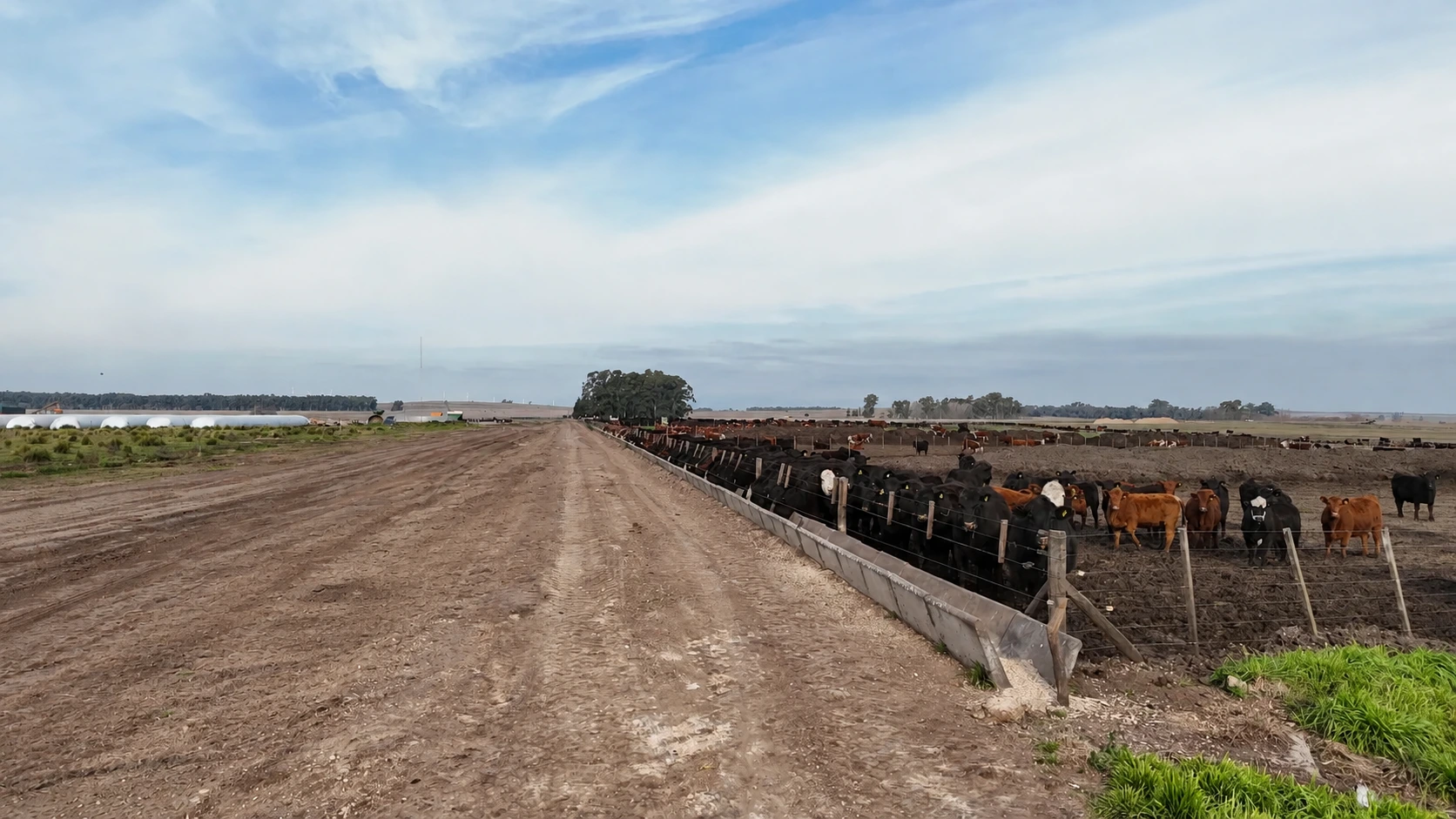 Corrales de engorde de La Azotea Feedlot al atardecer