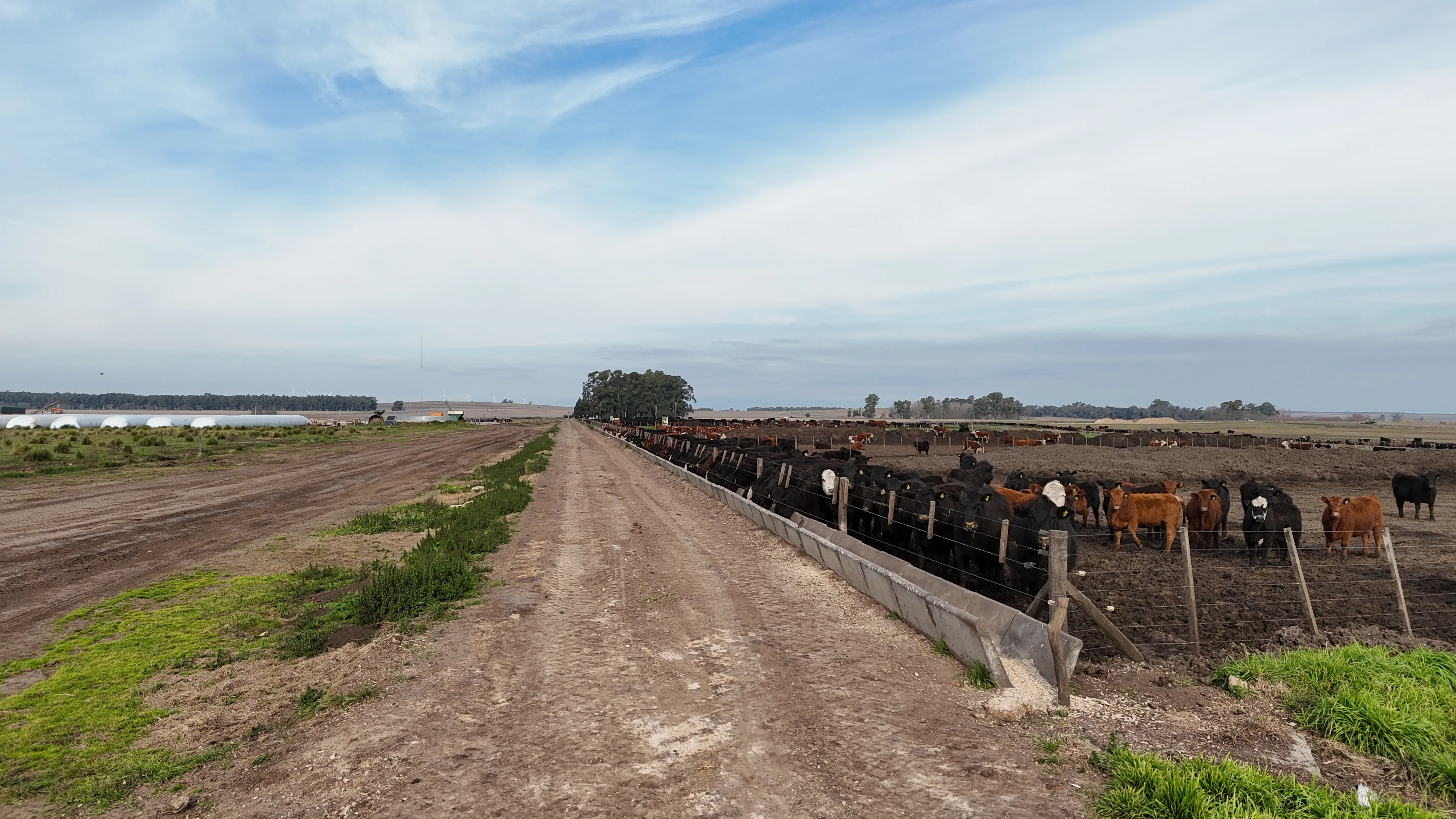 Hacienda en el comedero, corrales de engorde de La Azotea Feedlot