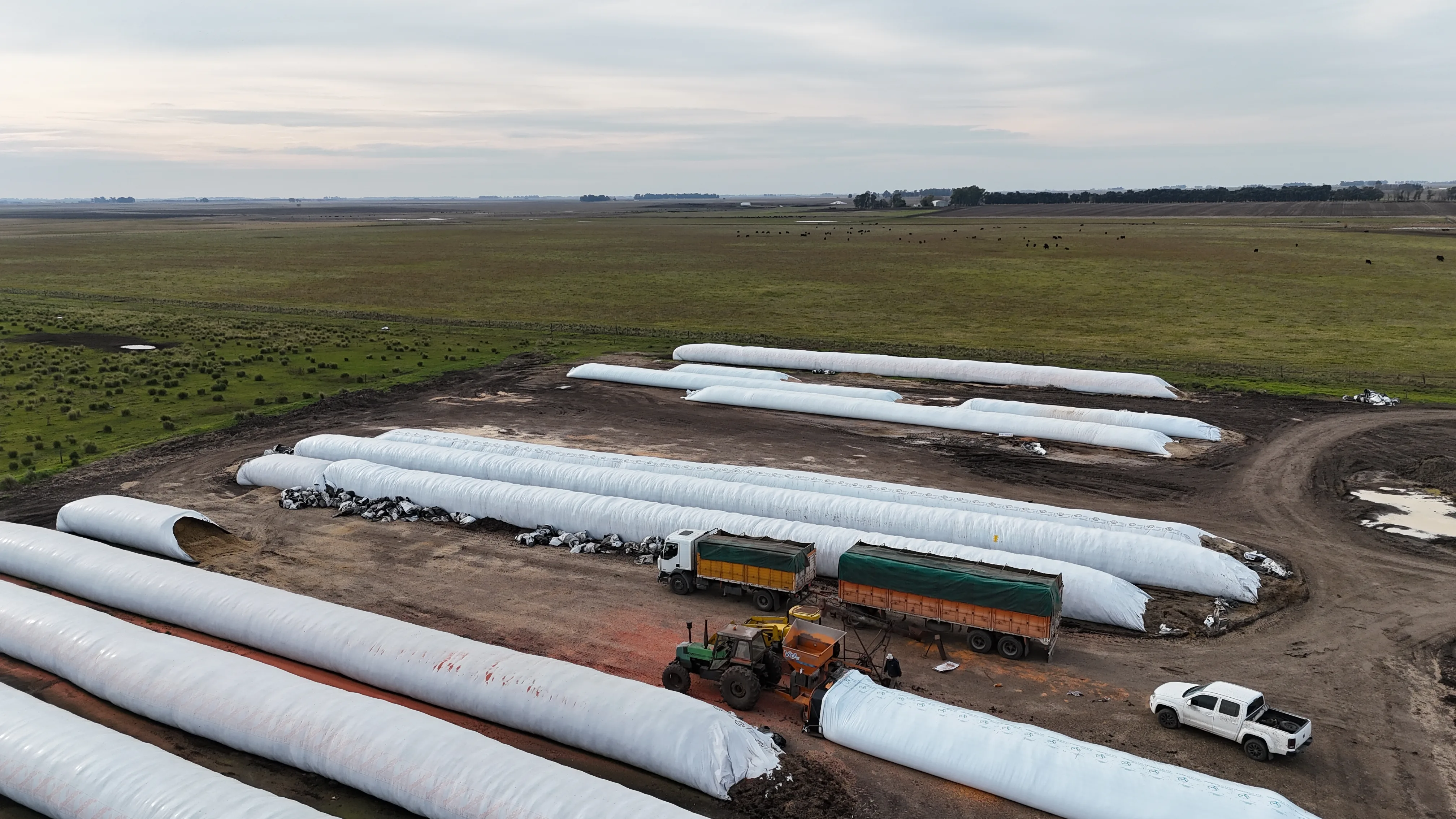 Acopio de alimento en silo bolsas para el período de engorde