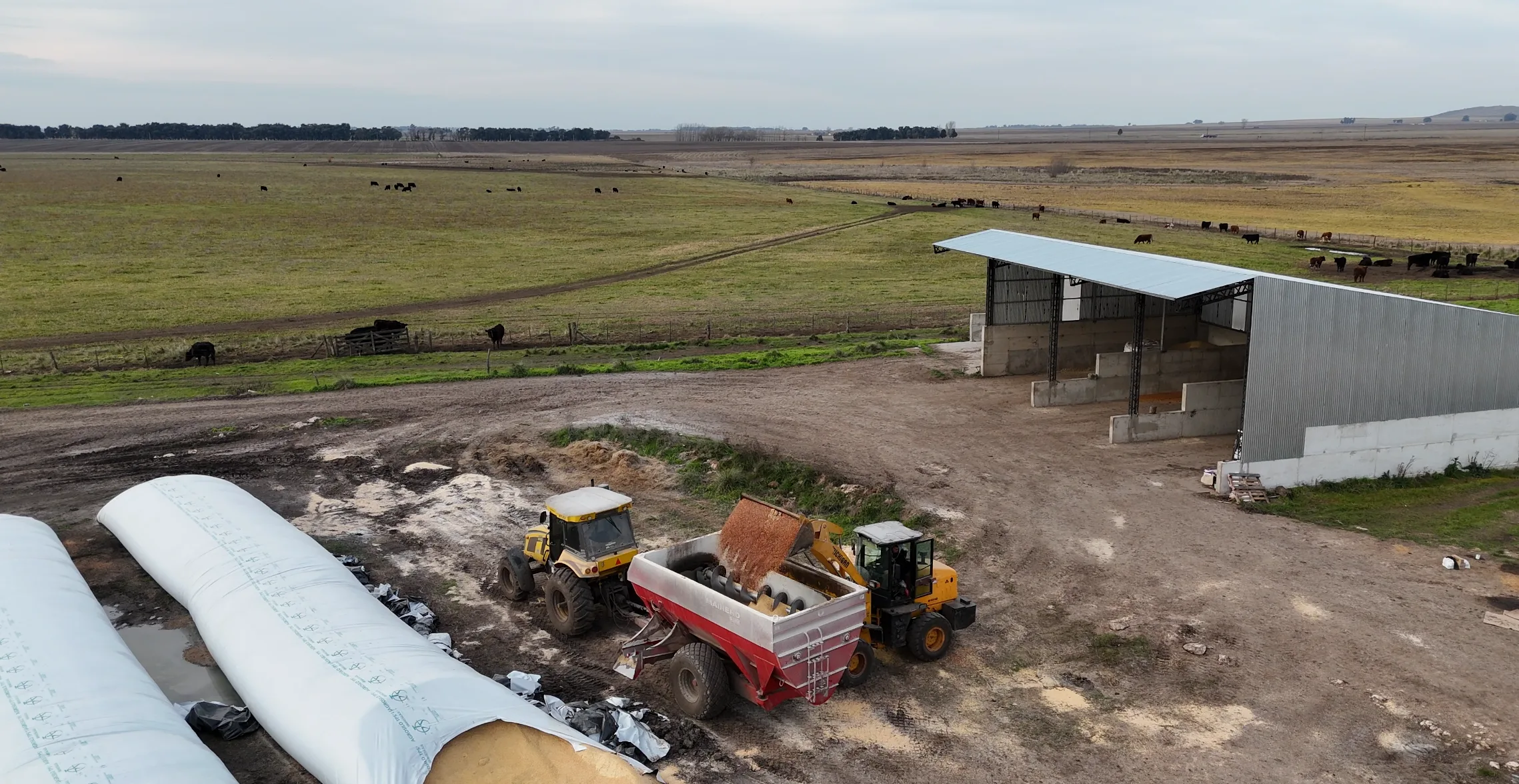 Mixer cargando alimento balanceado junto a los silo bolsas