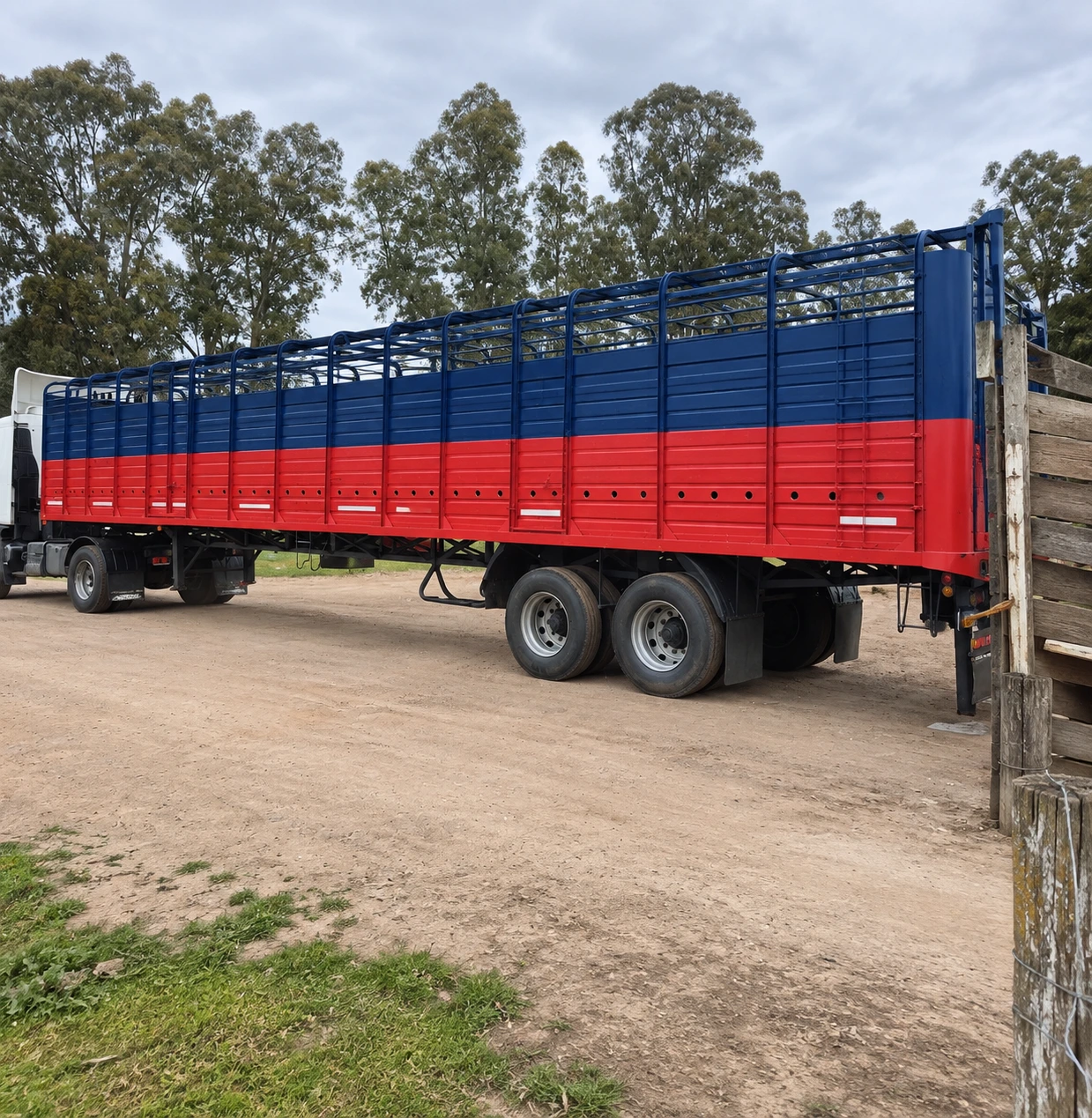 Camión jaula descargando hacienda en la manga de recepción de La Azotea Feedlot