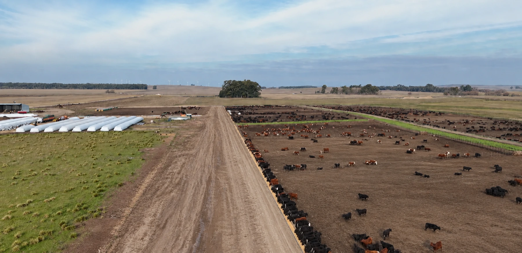 Vista aérea de La Azotea Feedlot: corrales con hacienda, acopio de alimento y accesos